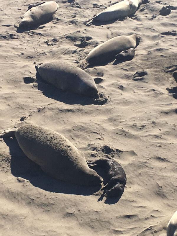 An elephant seal mother cow and pup rest near San Simeon, California. (Margot Black)