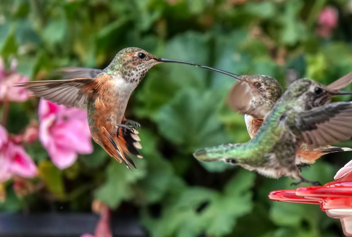 Terry Williams notices a scuffle at his hummingbird feeder. (Courtesy of <a href="https://www.hummingbirdsbyterry.com/">Terry Williams</a>)