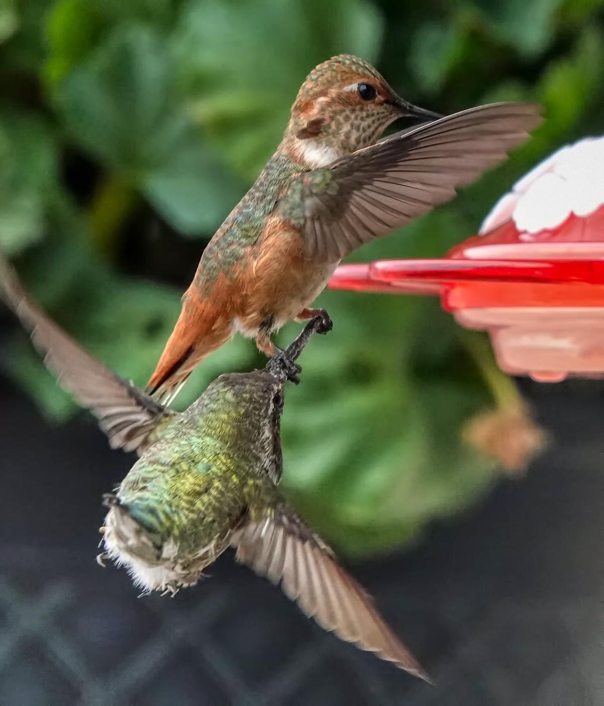 Williams's "one-in-a-million" shot of one hummingbird grasping the beak of another. (Courtesy of <a href="https://www.hummingbirdsbyterry.com/">Terry Williams</a>)