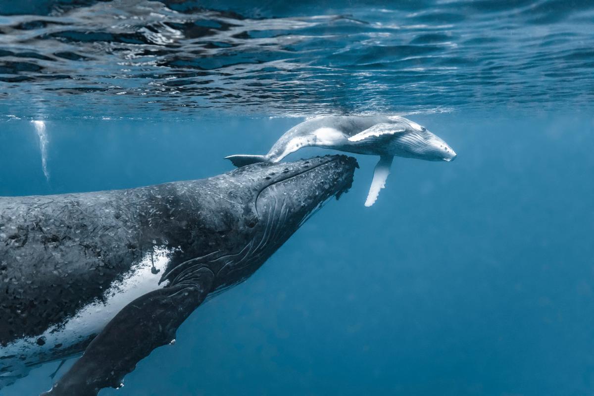 A humpback whale calf and its mother appear to be bonding in this touching photograph. (Courtesy of Caters News)