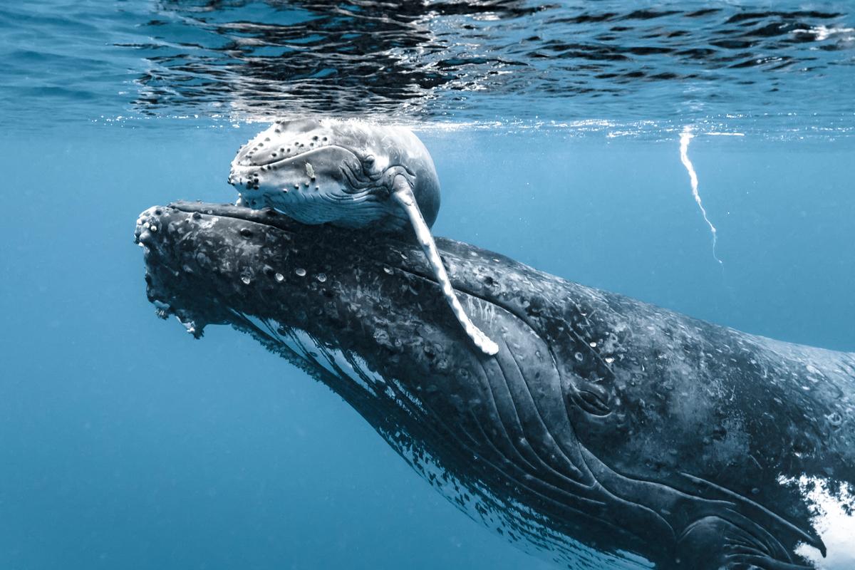 The mother humpback seems to be assisting her baby to take a breath in this photo. (Courtesy of Caters News)