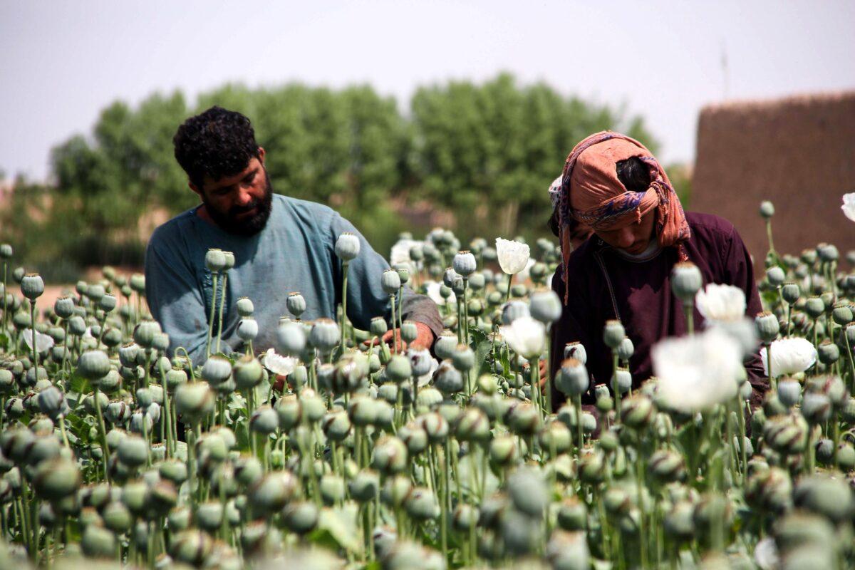 Afghan farmers harvest opium sap from a poppy field in the Gereshk district of Helmand province on April 13, 2019. (Noor Mohammad/AFP via Getty Images)