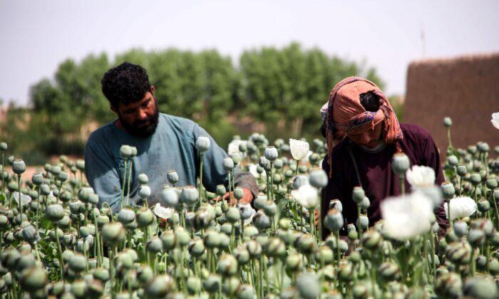Taliban Likely to Continue Afghanistan’s Lucrative Drug Trade: Experts