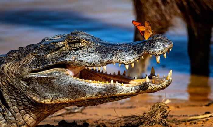 Wildlife Photographer Captures Caiman Greeting Butterfly Sitting on Its Snout