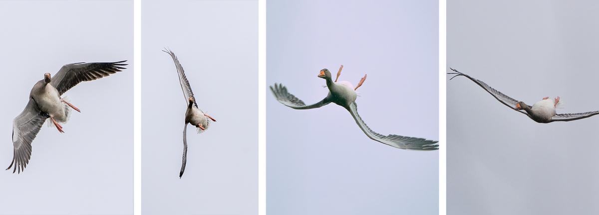 A sequence of shots show the goose performing the maneuver. (Courtesy of <a href="https://www.facebook.com/VincentTC1971">Vincent Cornelissen</a> <a href="https://www.instagram.com/b0unce1971/">@b0unce1971</a>)