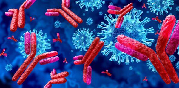 After infection with any virus, the immune system adapts by making antibodies that stick to the virus to neutralise it, and killer T-cells that destroy infected cells.(Lightspring/Shutterstock)