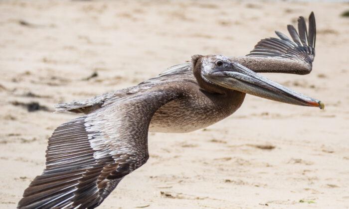 California Coastlines Experiencing ‘Unusual’ Brown Pelican Mass Stranding Event
