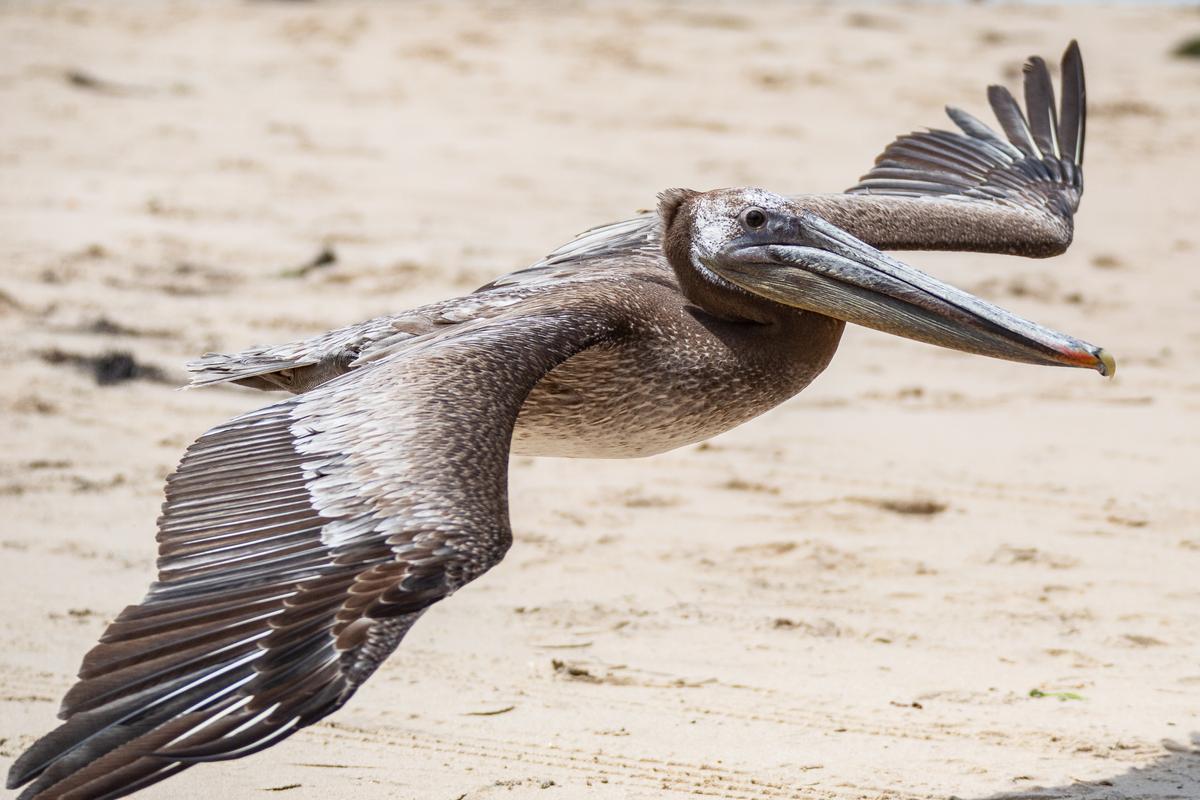 California Coastlines Experiencing 'Unusual' Brown Pelican Mass Stranding Event
