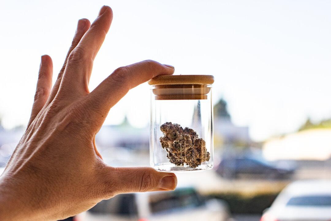 Cannabis Is No Better Than a Placebo for Treating Pain – New Research