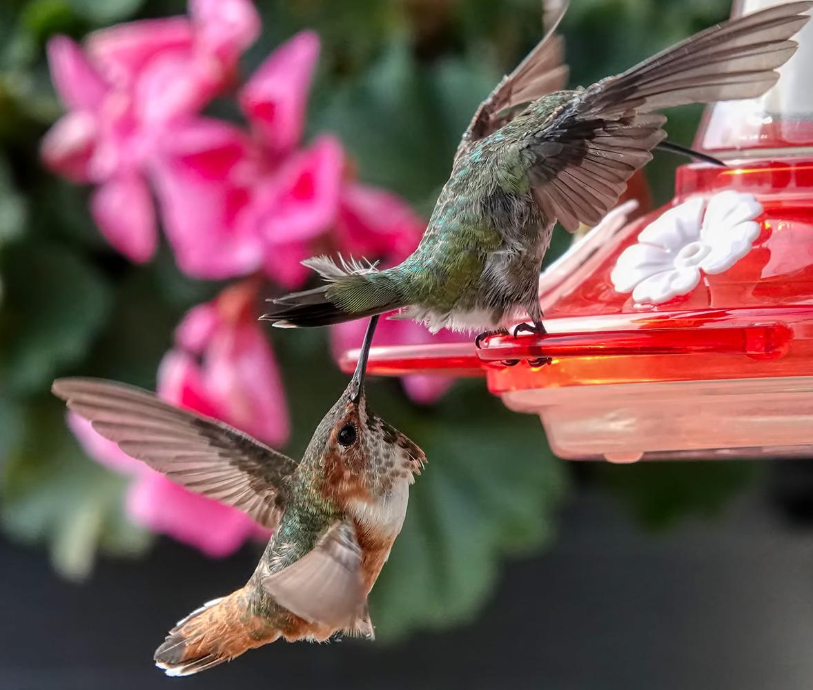 The melee that unfolded late August at Williams's feeder. (Courtesy of <a href="https://www.hummingbirdsbyterry.com/">Terry Williams</a>)