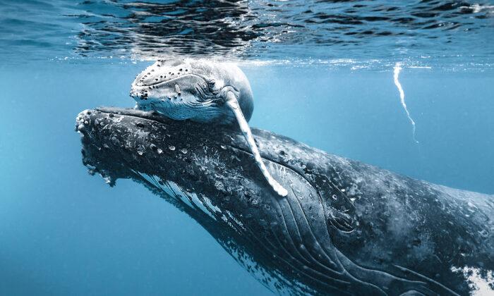 Touching Photos Show Mother Humpback Whale Helping Her New Baby to Breathe