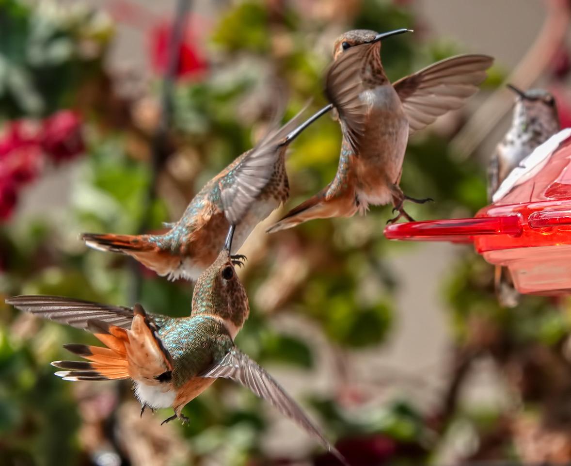 A striking picture shows one hummingbird jabbing another, and that bird jabbing another, all at the same time. (Courtesy of <a href="https://www.hummingbirdsbyterry.com/">Terry Williams</a>)