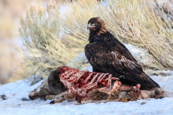 A golden eagle feeding on roadkill in Utah in a 2020 file photo. (Evan R. Buechley via AP)