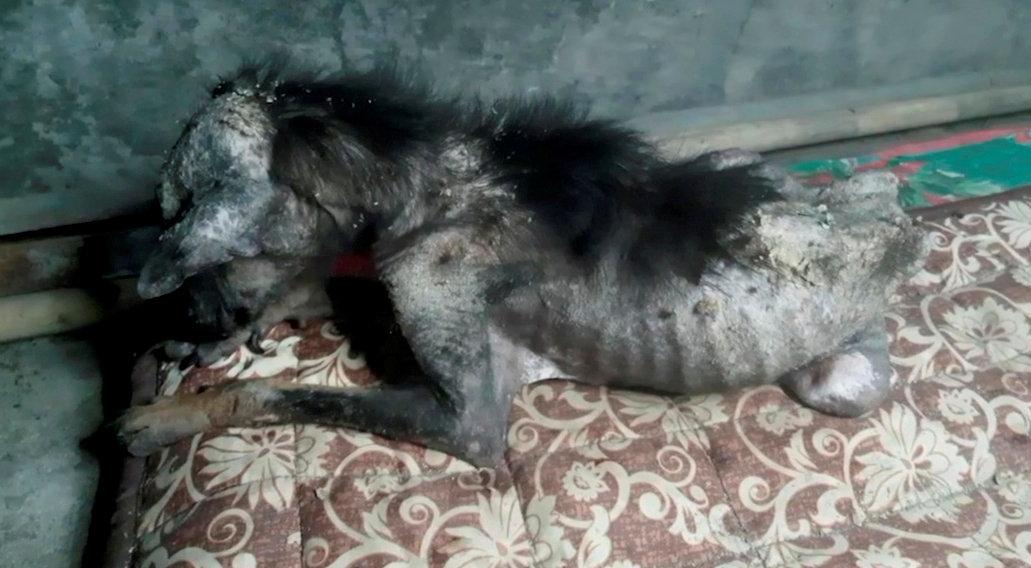 Norkis, an 8-year-old mixed-breed dog, was living in a cage, horribly neglected, sick, and starving. (SWNS)
