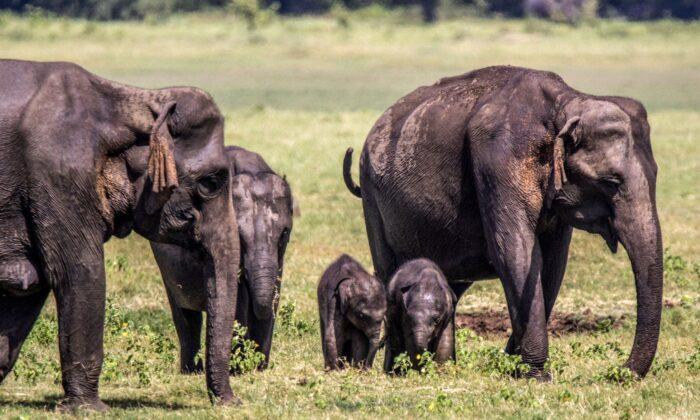 Twin Elephants Born in Sri Lanka in Rare Occurrence