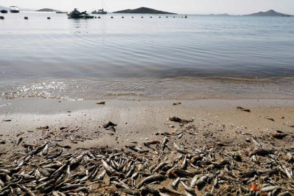 Dead fish and crustaceans lay on the shore of "Cala del Pino" beach in Murcia's Mar Menor lagoon, Spain, on Aug. 20, 2021. (Eva Manez/Reuters)