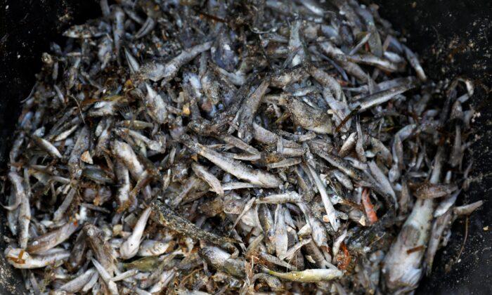 Thousands of Dead Fish Wash up in Spanish Lagoon