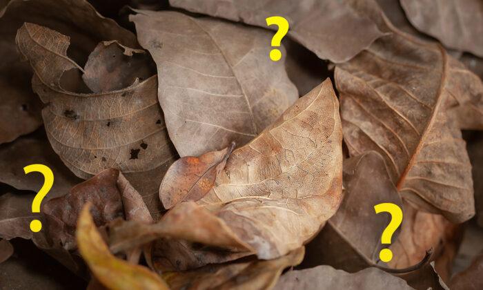Can You Spot the Expertly Camouflaged Moth in This Ordinary Photo of Crisp Brown Leaves?