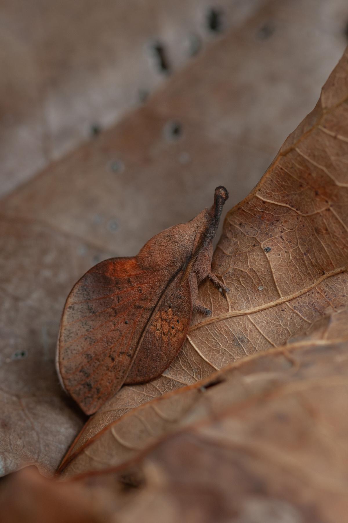 Nestled amongst the crisp brown leaves, this lappet moth is barely visible thanks to its incredible ability to mimic its natural surroundings. (Courtesy of Caters News)