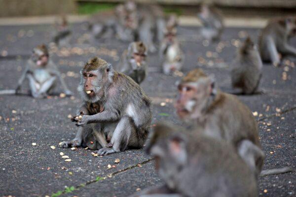 Macaques eat donated peanuts during a feeding time at Sangeh Monkey Forest in Sangeh, Bali Island, Indonesia, on Sept. 1, 2021. (Firdia Lisnawati/AP Photo)