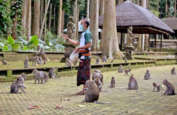 Made Mohon, the operation manager of Sangeh Monkey Forest, feeds macaques with donated peanuts during a feeding time at the popular tourist attraction site in Sangeh, Bali Island, Indonesia, on Sept. 1, 2021. (Firdia Lisnawati/AP Photo)