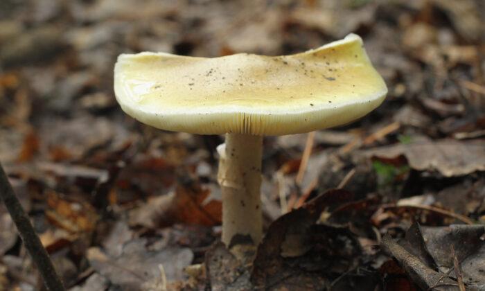 Wild Mushroom Poisoning Cases Spike in Australia