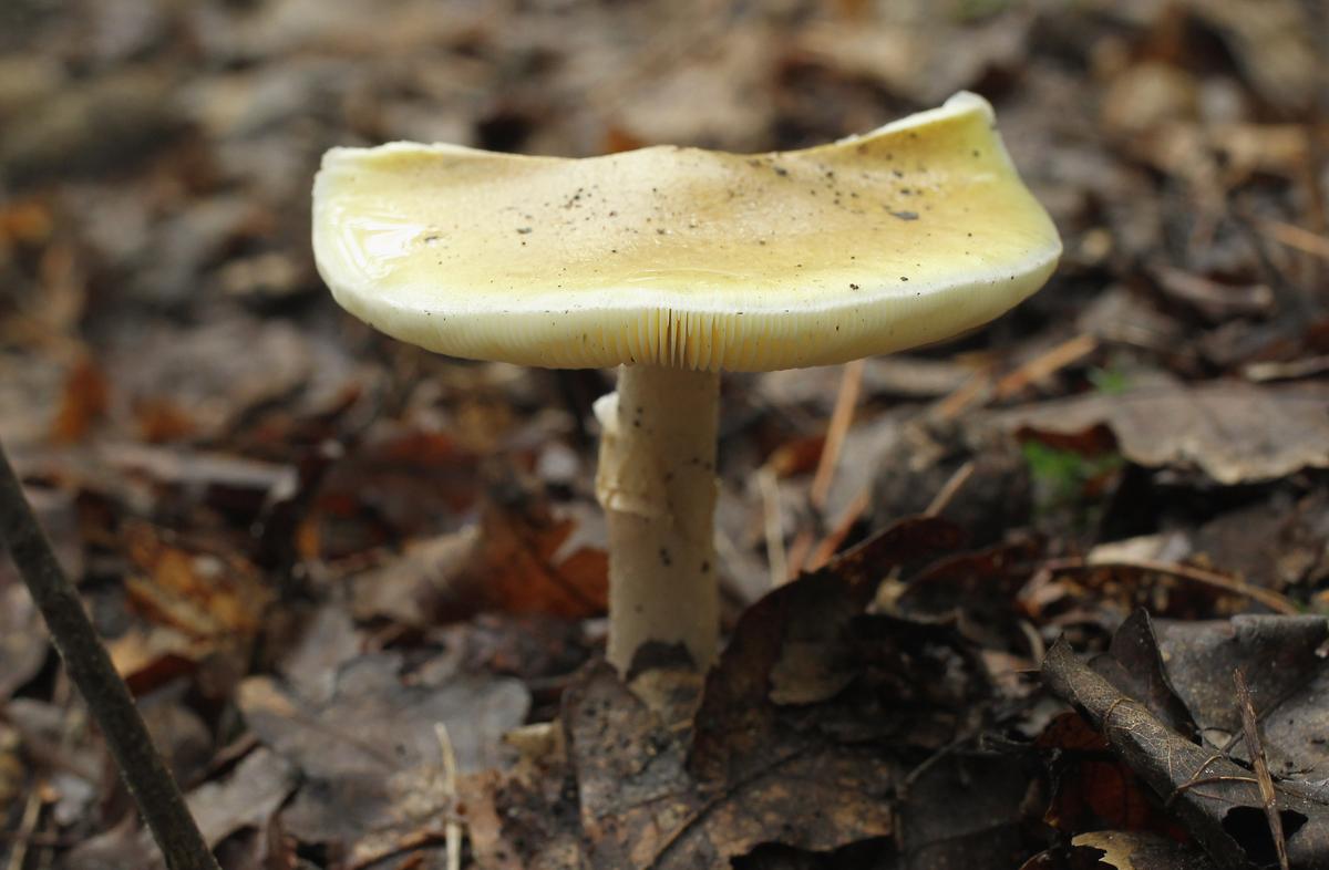 Australians Warned About Mushroom Picking After Toxic DeathCap Mushrooms Appear Early