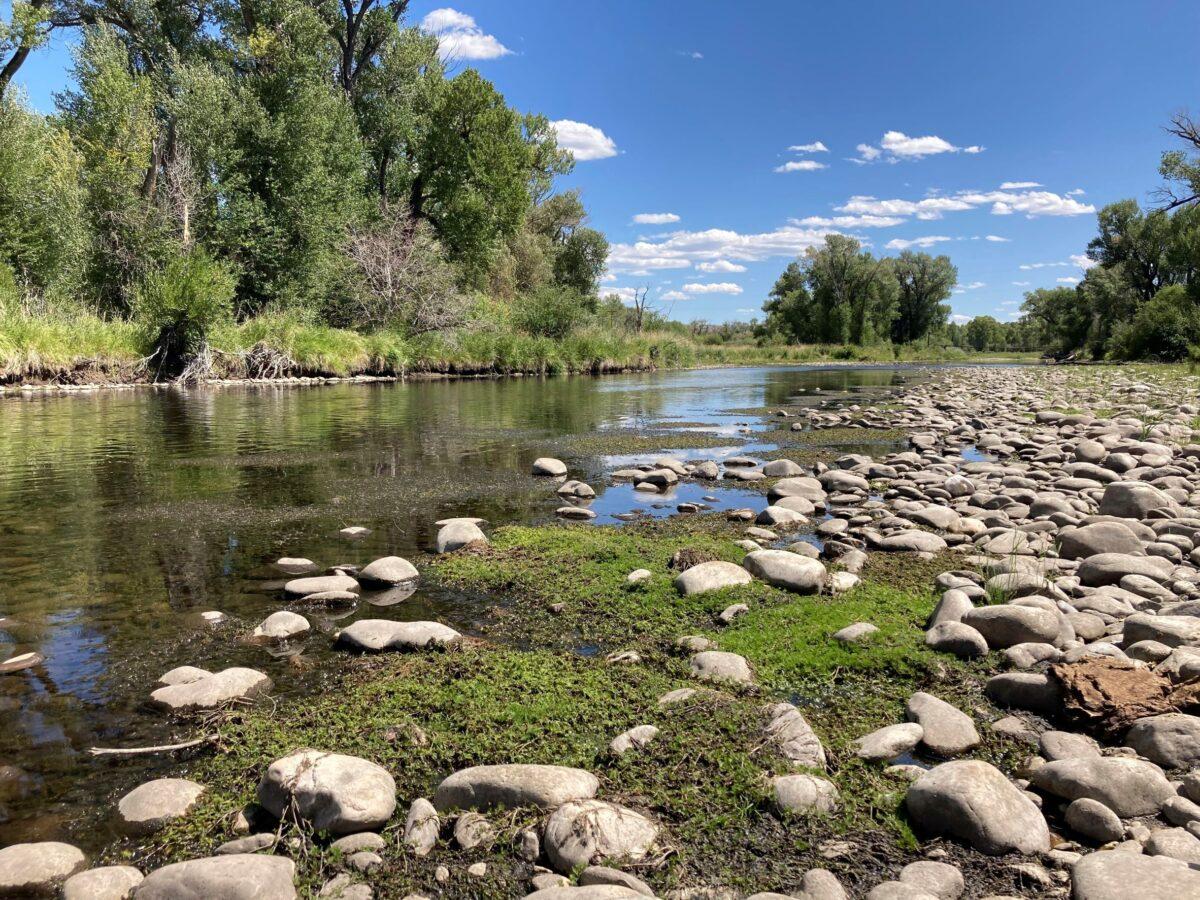 Exposed rocks and aquatic plants are seen alongside the North Platte River at Treasure Island, Wyo., on Aug. 24, 2021. (Mead Gruver/AP Photo)