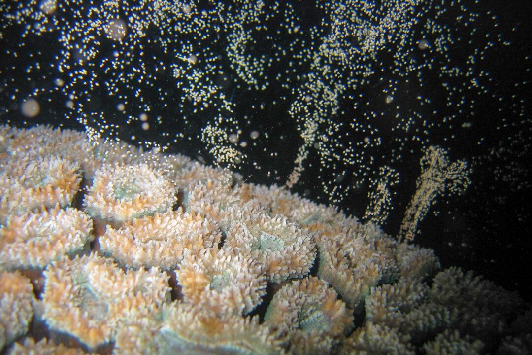 Corals Are Fighters That Can Cope With Climate Change: Study