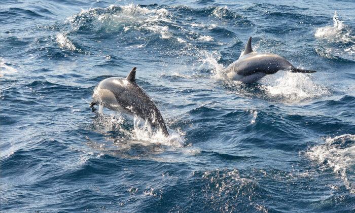 Dolphins ‘Alert’ Rescue Crew to Missing Swimmer Stranded at Sea for 12 Hours