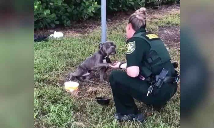 VIDEO: Abused, Abandoned Pup Tied to Pole Puts Paw in Officer’s Hand—Gets Adopted by Deputy