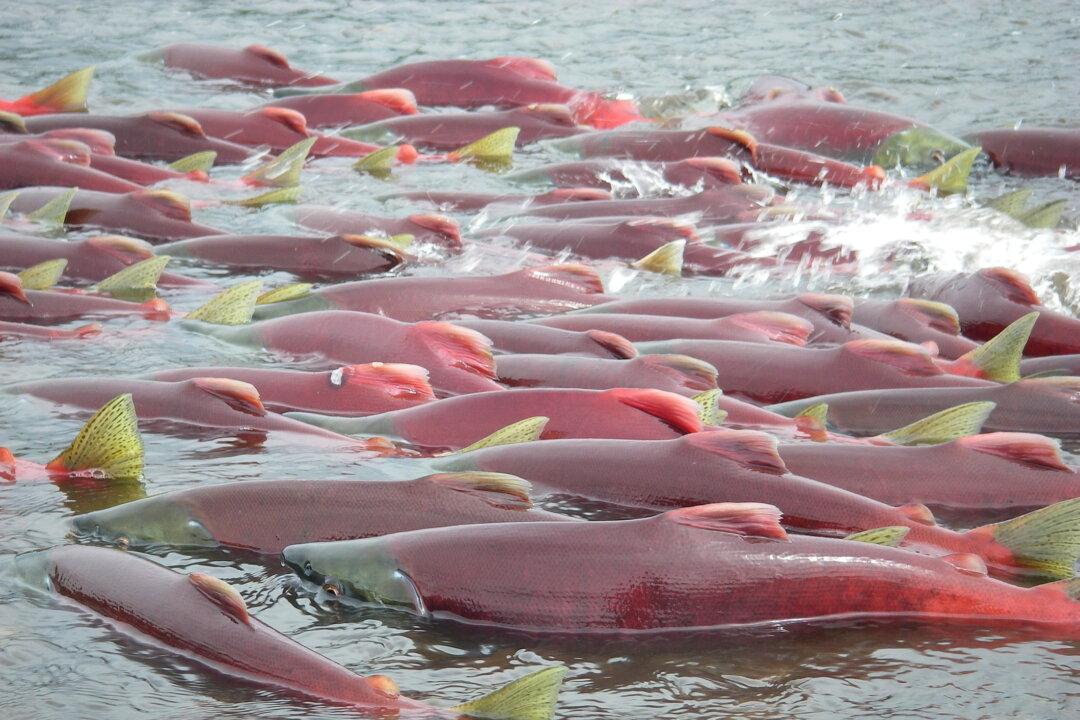 Biden Administration Moves to Protect Key Alaska Watershed