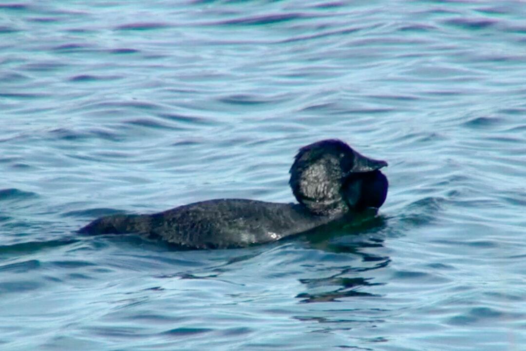 All Jokes Aside, Scientists Find Talking Duck