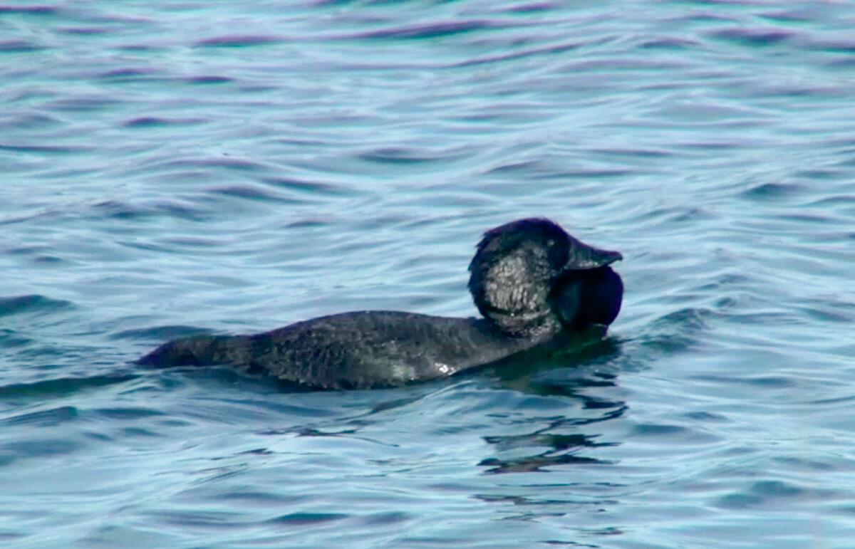 All Jokes Aside, Scientists Find Talking Duck