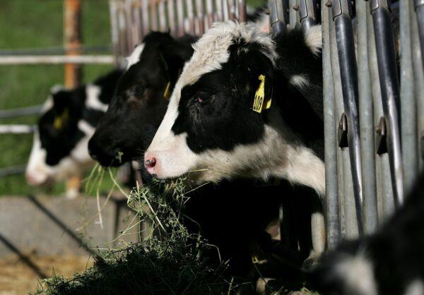Dairy cows feed on a mixture of corn feed and hay at the McIsaac Dairy, in Novato, Calif., on Nov. 30, 2006. (Justin Sullivan/Getty Images)