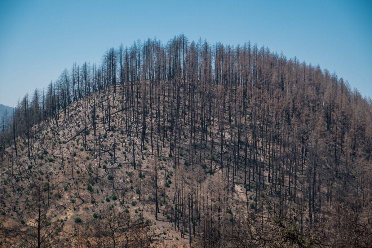 A scorched hillside from last year's Glass fire is seen near Angwin, California, on Aug. 30, 2021. (Nick Otto/AFP via Getty Images)