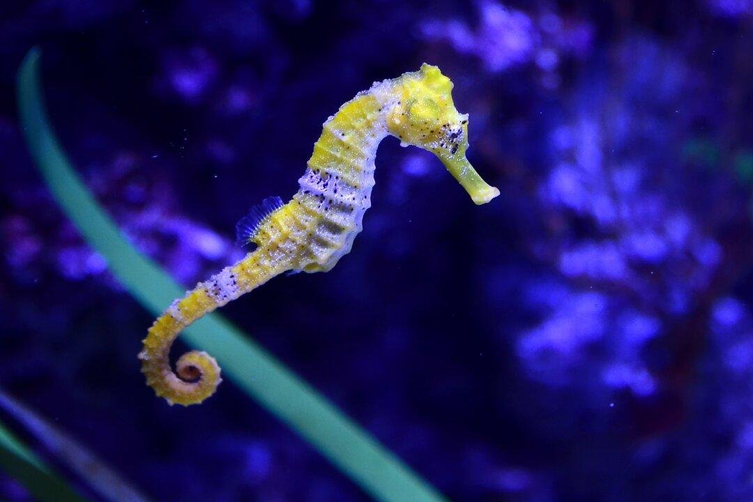 Baby Seahorse Released Into the Wild Brings Hope to ‘Iconic and Mythical Marine Species’