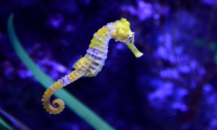 Baby Seahorse Released Into the Wild Brings Hope to ‘Iconic and Mythical Marine Species’