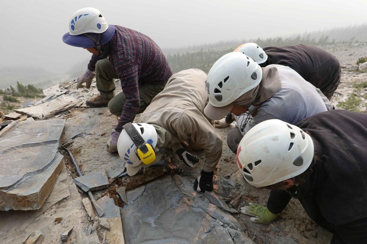  High up in the mountains of Kootenay National Park, a ROM fieldwork crew extracts a shale slab containing a fossil of Titanokorys gainesi. (SWNS)