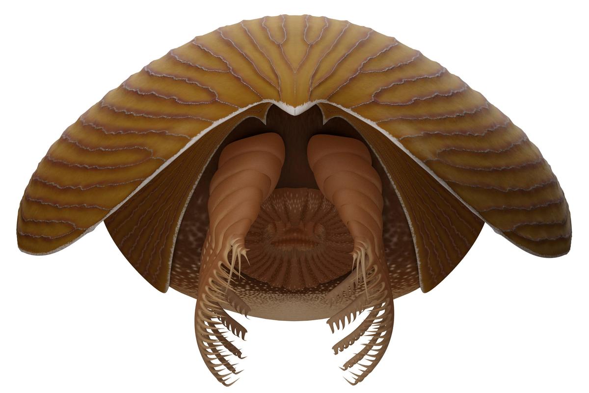  Titanokorys gainesi reconstruction portrayed from the front. (SWNS)
