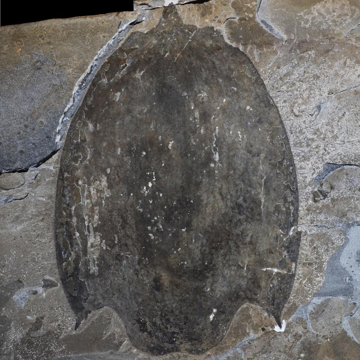  A close-up photo shows a Titanokorys gainesi carapace fossil. (SWNS)