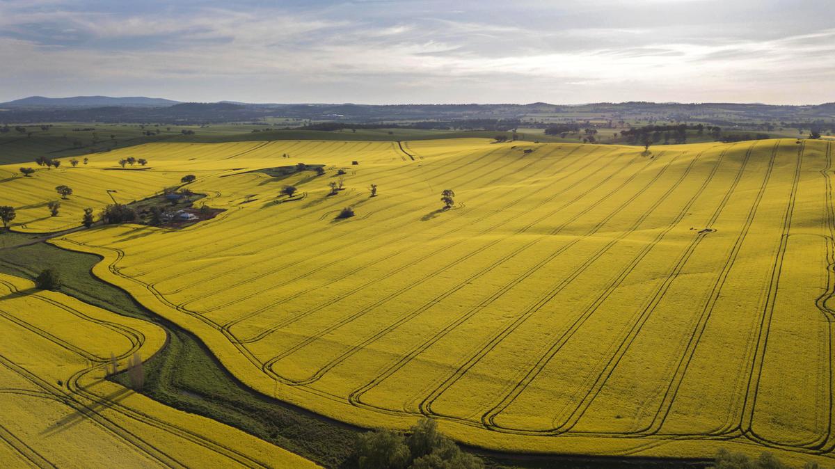 Drier Conditions to Drive Down Agricultural Production