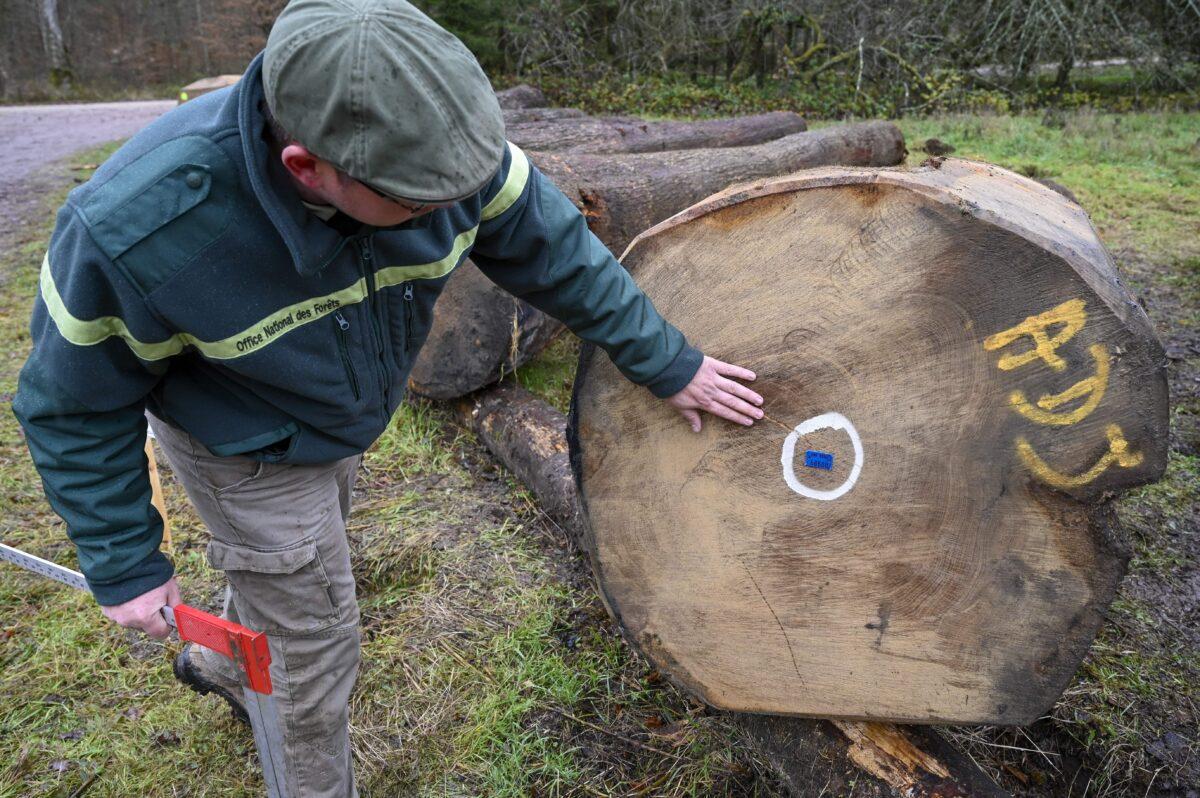 China’s Massive Import of Timber Raises Alarm on Global Forest Industry