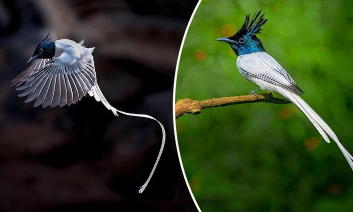 Photographer Captures Fantastical Long-Tailed Indian Paradise Flycatchers in Stunning Photo Set