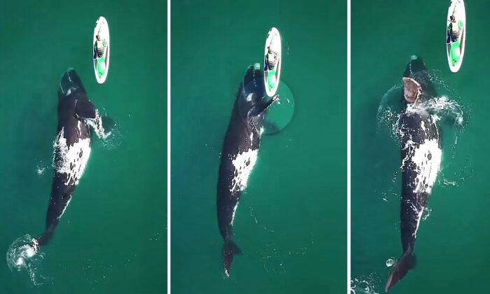 Amazing Moment a Huge Right Whale Gives Paddleboarder a Push Caught on Video—and It’s Beautiful