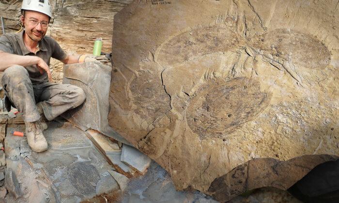 Scientists Unearth Huge Fossil of New Extinct Arthropod 500 Million Years Old in Rocky Mountains