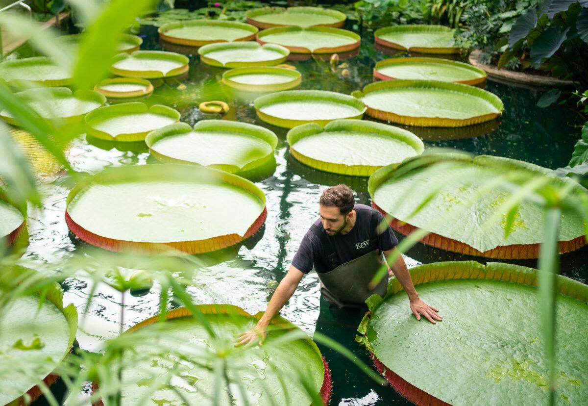 Botanical Horticulturalist Alberto Trinco with Kew Garden's giant water lilies Victoria Amazonica, which are the world's largest water lily species, at the Royal Botanic Gardens Kew, in Richmond, London, on Sept. 15, 2021. (Dominic Lipinski/PA)
