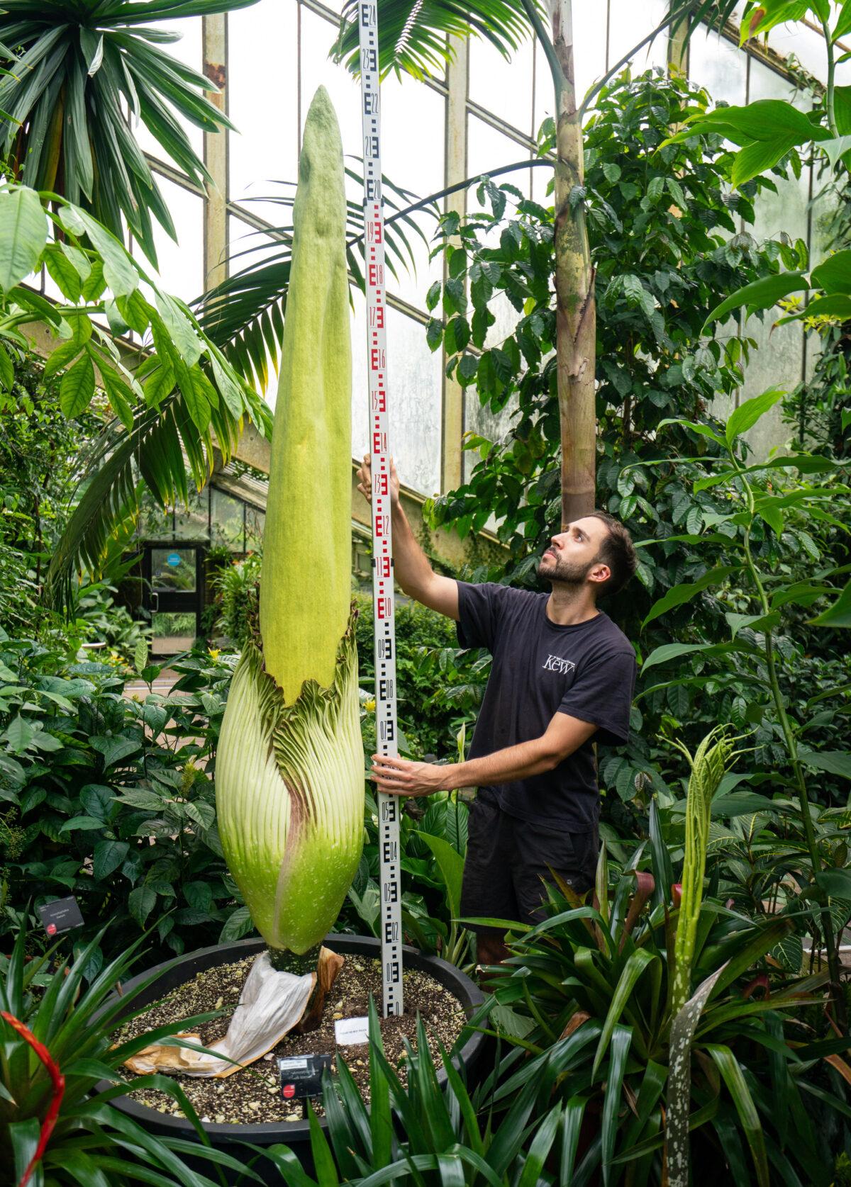 Botanical Horticulturalist Alberto Trinco measures Kew Garden's titan arum, which holds the Guinness world record as the world's tallest bloom, at the Royal Botanic Gardens Kew, in Richmond, on Sept. 15, 2021. (Dominic Lipinski/PA)