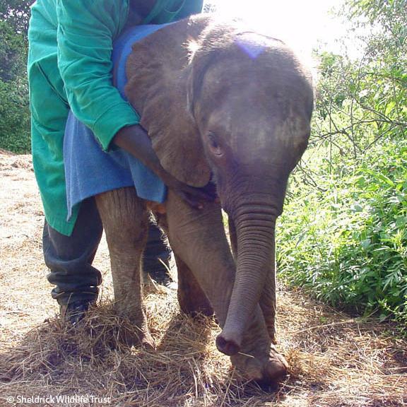 Elephant Mom Brings Her Baby to Visit Man Who Raised Her 10 Years After  Being Released | The Epoch Times