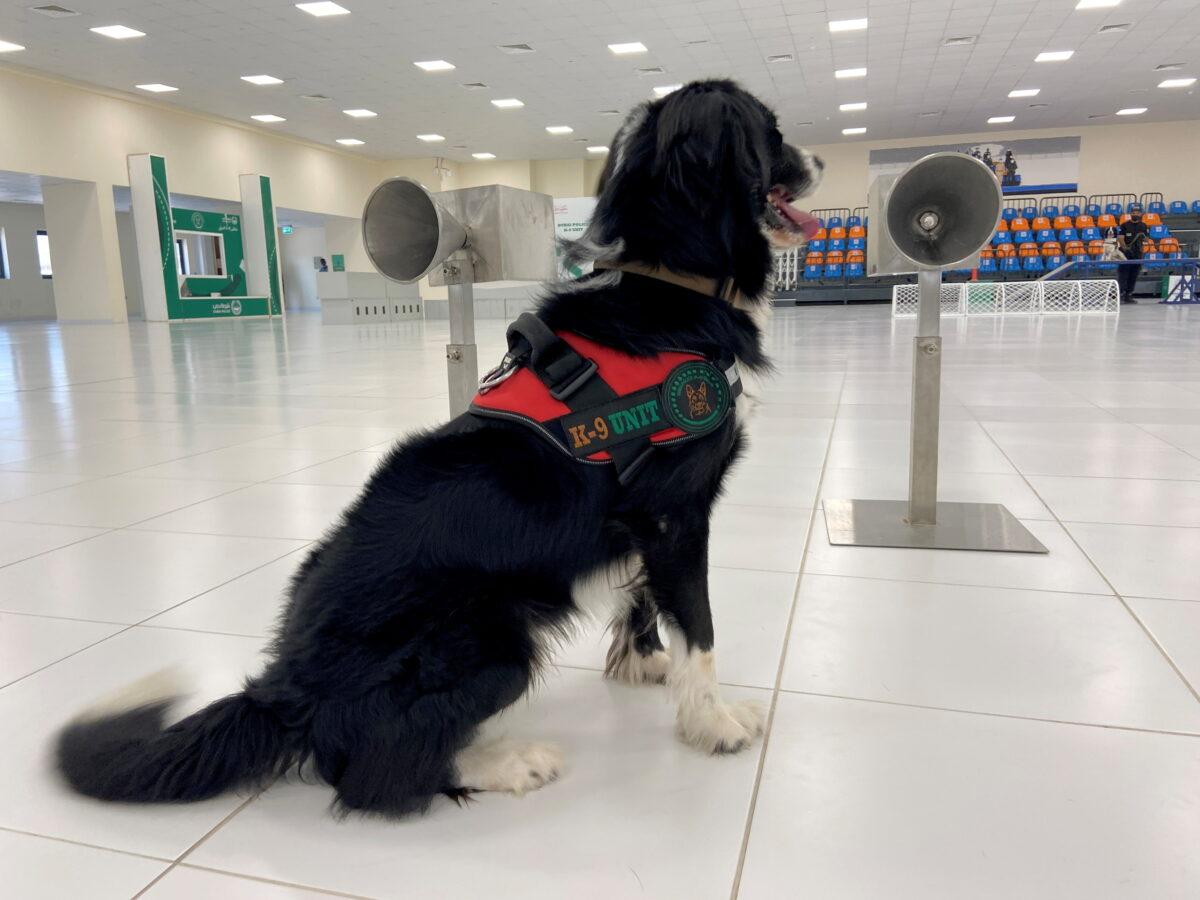 A dog that has been trained by the Dubai Police K-9 unit to sniff out COVID-19 is pictured in Dubai, United Arab Emirates, on Sept. 13, 2021. (Abdel Hadi Ramahi/Reuters)